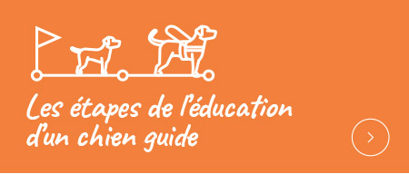 Les étapes de l'éducation d'un chien guide