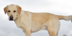 labrador sable mâle
