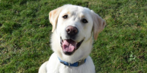 Labrador sable mâle