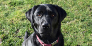 Labrador femelle noire