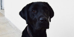 neo labrador noir en éducation avec Camille