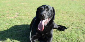 labrador x golden noir mâle