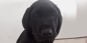 Ninja, petit labrador noir