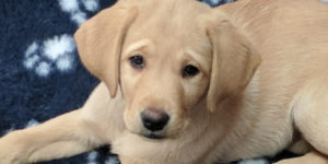 Nouchka, petit labrador sable sur son tapis