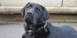 Najou labrador noir