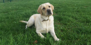 night labrador beige allongée dans le parc de l'école