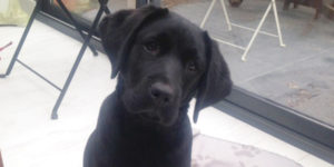 number, chiot. labrador noir