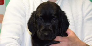 oasis, labrador x golden noire toute mouillée après sa première douche à l'école