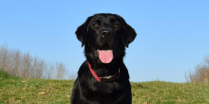 oasis, labrador croisée golden femelle noire