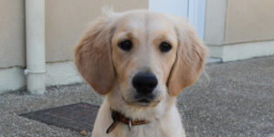Oggy, petit golden retriever mâle sable