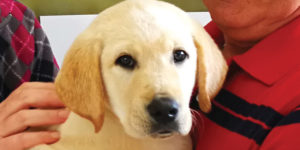 Orus, petit labrador sable entouré de sa famille d'accueil