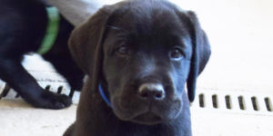 Oscar, petit labrador noir dans le parc détente des chiots