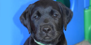 Oslo, petit labrador noir dans le parc des chiots