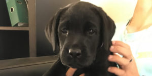 osmoz, petit labrador noir dans les mains de Stéphane notre moniteur