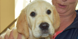 labrador golden sable