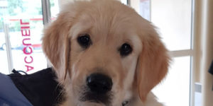 Odin, petit golden sable fait la rencontre de sa famille d'accueil