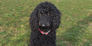 Caniche royale noire