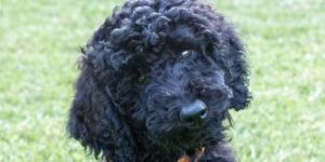 Only, caniche royale noire