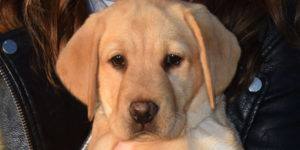 Olympe, petite femelle labrador sable et son petit bout de museau rosé