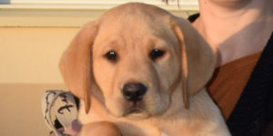 Onko, Petit labrador sable à son arrivée à l'association
