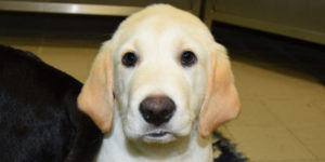 labrador croisé golden sable