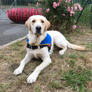 Orage, labrador sable, couché dans l'herbe devant un rosier