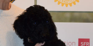 Ouessant, petit caniche royal noir