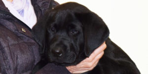 Okland labrador mâle noir dans les bras de sa famille d'accueil