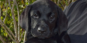 Osiris petite labrador femelle noire dans les bras de sa famille d'accueil