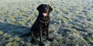 Osiris, labrador noir femelle