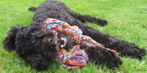 Ouessant, caniche noir, allongé dans l'herbe avec un jouet en corde dans la bouche