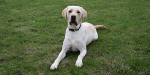 Ohayo, labrador sable, couché dans l'herbe