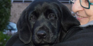 Opale, labrador noir