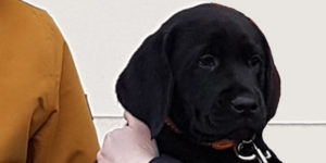 Labrador noir
