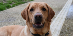 naty, femelle labrador rousse en éducation avec Alexiane