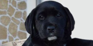 labrador noir avec une petite barbichette blanche