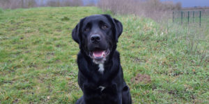 Oliday, labrador noir avec tache blanche au menton
