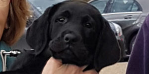 Labrador noir