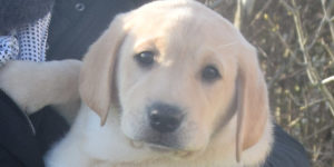 labrador sable