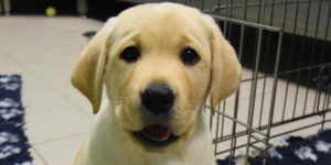 labrador sable