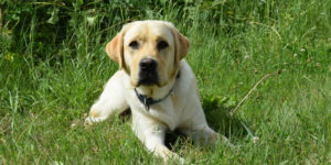 Oxbow, labrador sable, couché dans l'herbe