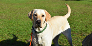 Origan, labrador sable, debout dans l'herbe