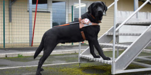 Osaka, labrador noir, avec les deux pattes avant posées sur la première marche d'un escalier en fer