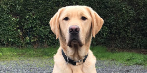 Otago, labrador sable, assis