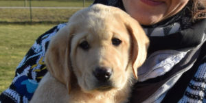 Labrador mâle sable