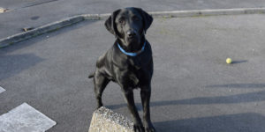 Labrador noir mâle