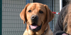 labrador mâle roux