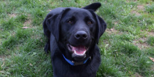 labrador mâle noir couché dans l'herbe avec la gueule ouverte