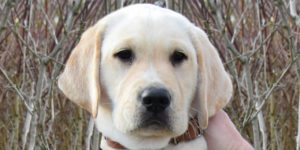 chiot labrador mâle sable