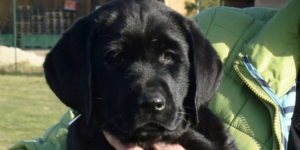 labrador mâle noir